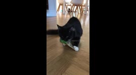 Black Mainecoon kitten getting possessive of his bag of treats.