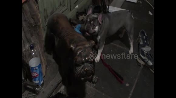 dog barking at bronze dog