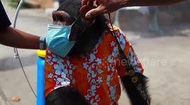 Notorious Thai zoo files for bankruptcy after COVID-19 obliterated tourism