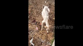 Love from poor dog at the end of the video. Some time little help saves some one life. And im very happy for that poor dog serving