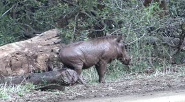 Mud-covered warthog has 'beauty treatment' while wallowing in Kruger National Park