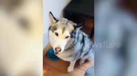 These husky brothers love to howl along anytime they hear 'Piano Man'