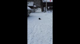 Cat Playing With A Mouse At Dragos Voda Zoo