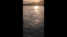 Monkeys love to swim by tourist boat for treats