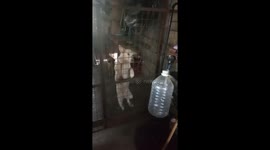 Mission Impaw-sible for dog climbing over gate