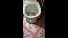 Cat in toilet