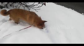 A dog that looks like a fox is hunting, by digging the snow with its nose, St Petersburg, Russia