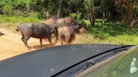 water buffalos attacked to leopard at Yala national park Sri Lanka