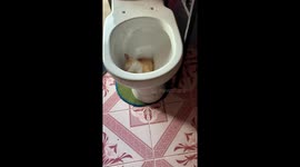 Cat can't be flushed out of this toilet