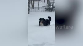 Pet dog enjoys the snow in New Jersey