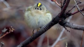 Meet the goldcrest, the completely adorable smallest bird in Europe