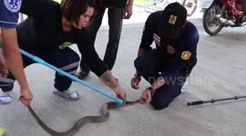 Female snake wrangler shows how to calmly catch a cobra by pinning down its head with her finger