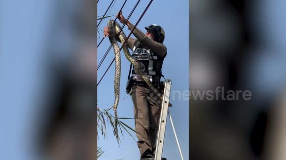 Brave policeman climbs ladder to rescue python tangled in power lines ...