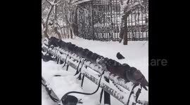 Prolific pack of pigeons flock to snow-sacked benches and trees in New York’s Washington Square Park