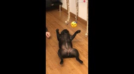 Tired French Bulldog Sleeping On The Floor