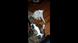 Cute moment cat approaches dog to 'hold hands'