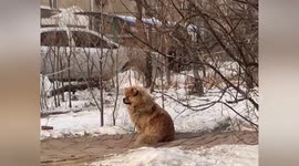 Loyal dog still waits at owner's former work site five years after their death