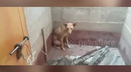Dog miraculously survives after getting trapped with leopard inside a toilet in southern India