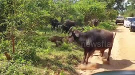 Leopard attacks calf amid herd of buffaloes in Sri Lanka