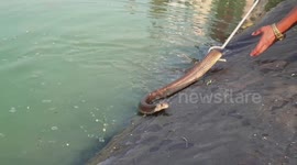 Rescuers pull out large, hissing cobra from irrigation pond in western India