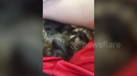 Abandoned baby raccoon nursed back to health and adopted by family