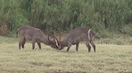 Watch those horns! Male Waterbucks fighting.
