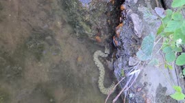 Very rare UK snake in the river thames