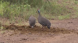 What fun! Guineafowls scratching through Elephant dung.