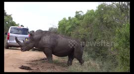 Rhino marking his territory makes a big Poo in front of us, during our Safari