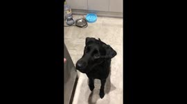 Giving your dog fake treats to see how they react