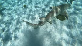 Domesticated reef shark take you for a ride, if you are not afraid to grab it by the dorsal fin