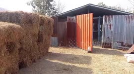 Cow rescued after getting wheel stuck around its neck