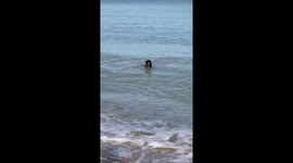 Encounter with a seal on a beach in Normandy France