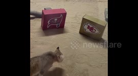 Sand cat, Amal, ‘Sort of’ Chooses Super Bowl Winner