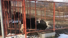 Ostrich Mating Dance