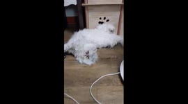 cat is just lying on the floor which she is looking at me