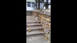 Cat vs huge Rat fight! Stupid guy vs Rat!