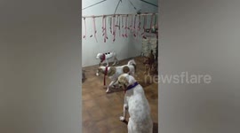 Dogs play pinata-style game grabbing treats from bamboo stick