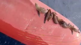 Sea lions hitch a ride on the front of ship in Australia