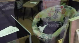 The cat is the keeper of a boutique in the city of Belgrade