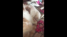Cat Snoring