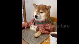 Shiba Inu Zoning Off After Multiple Online Meetings