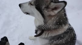 Alaskan Malamute Sojou taking an icicle break