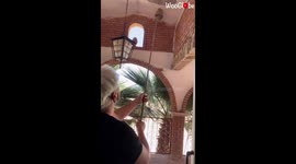 Friends Trying To Knocks Down Wasp Nest