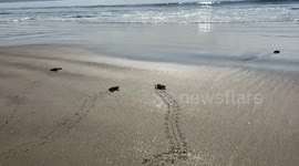 Freshly hatched turtles run for the sea