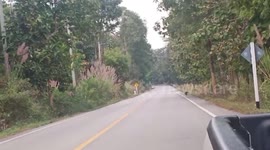 Monkey injured after being hit by car rescued by kind locals