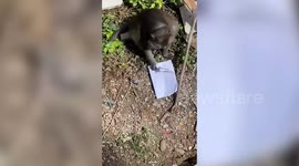 Monkey flips through textbook like he’s doing homework