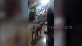 Pet dog listens attentively to mass in the Philippines