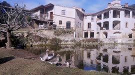 Ocas en estanque de antiguo molino.