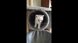 Шалости животных